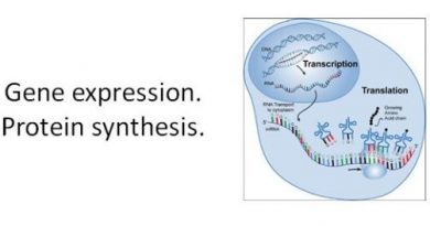 Gene expression Protein synthesis