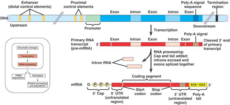 Processing of pre-mRNA involves the following steps: 